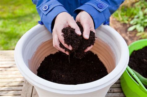 How to Sow Seeds in Pots and Containers - BBC Gardeners World Magazine