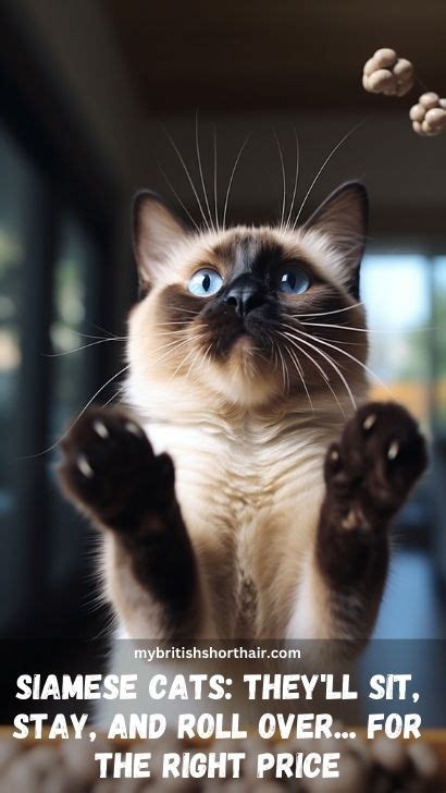 How To Train Siamese Cat: Advice On How To Train Your Siamese Cat