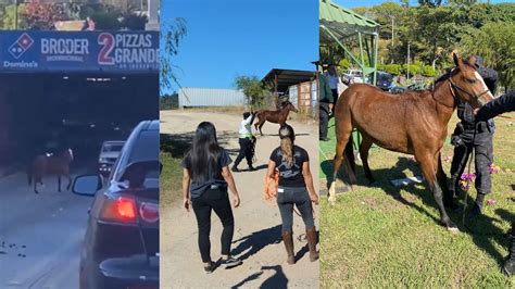 La PNC investigará a quien pertenece el caballo que estuvo suelto en la