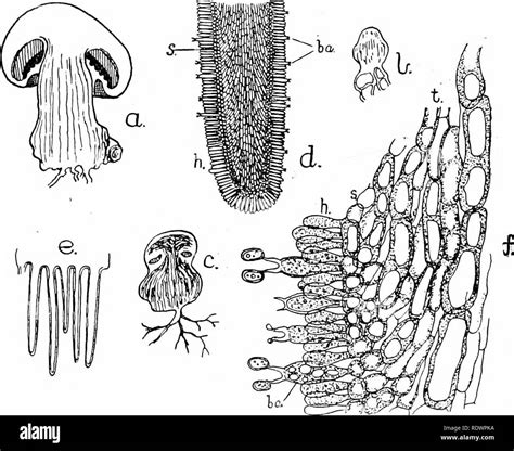 Agaricus Diagram