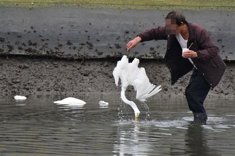 宜蘭大塭驚爆養殖戶毒餌屠殺野鳥 至少7隻大小白鷺誤食慘死 Ettoday社會新聞 Ettoday新聞雲