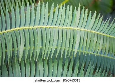 10,488 Needle shape leaf Images, Stock Photos & Vectors | Shutterstock