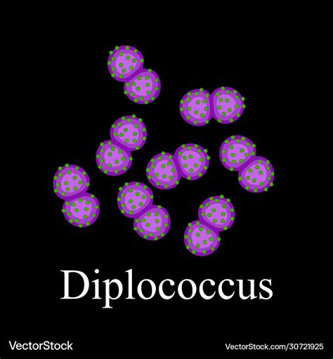 Diplococci Structure Bacteria Diplococcus Vector Image