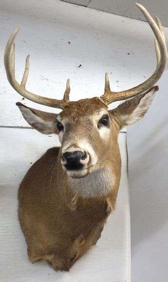 10-Point deer mount whitetail deer with 17 1/2" spread, very nice - Albrecht Auction Service