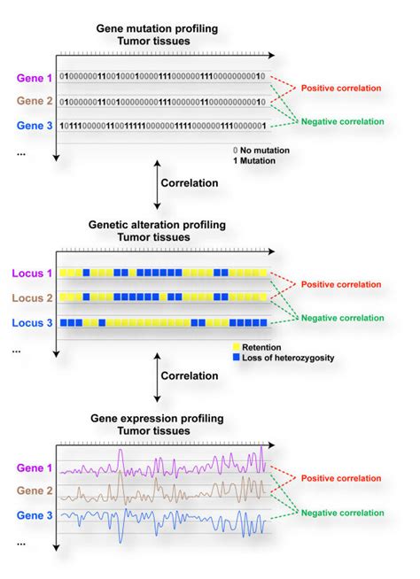 Correlation Of Genetic And Genomic Alterations And Transcript Profiles