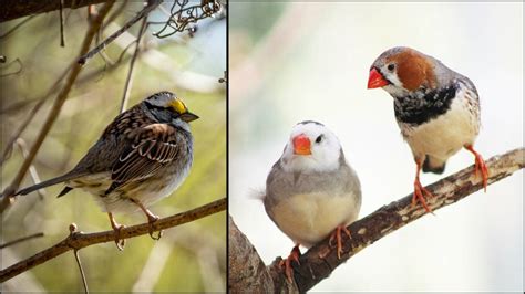 El Adn Basura De Las Aves Podr A Ser La Clave De Una Terapia G Nica