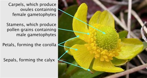 Chapter 15 Sex And Reproduction In Seed Plants Inanimate Life