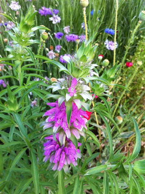 Hill Country Herbalist: Lemon Mint (Monarda citriodora) Growing in the ...