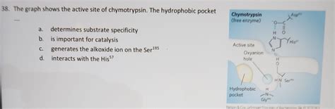 Solved 38 The Graph Shows The Active Site Of Chymotrypsin