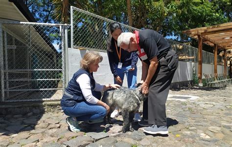 Can Rescatado Del Refugio De Calderón Fue Adoptado Quito Informa