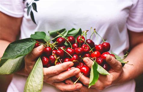 Rainier Cherries Plant Care Guide Plantly