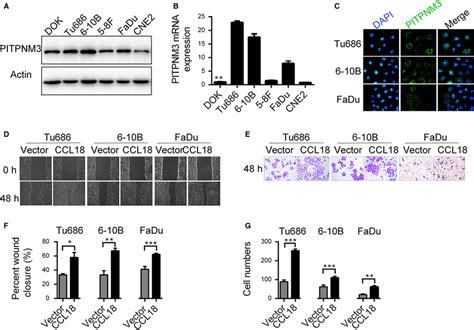 Ccl Promotes Migration And Invasion Of Scchn Cells In Vitro Relative