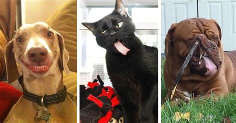 These Hilariously Unphotogenic Animals Will Brighten Up Your Tuesday ...