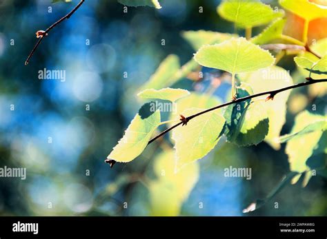 Birch Branch With Leaves Illuminated By The Sun On A Dark Blue Green