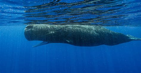 Scientists Document Remarkable Sperm Whale Phonetic Alphabet