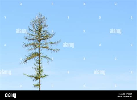 Minimal Tree Landscape Background Hi Res Stock Photography And Images