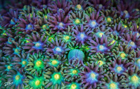 Ultra Macro Of Corals Microworlds Photography