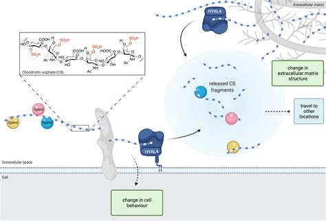 Frontiers New Insights Into Human Hyaluronidase 4 Chondroitin