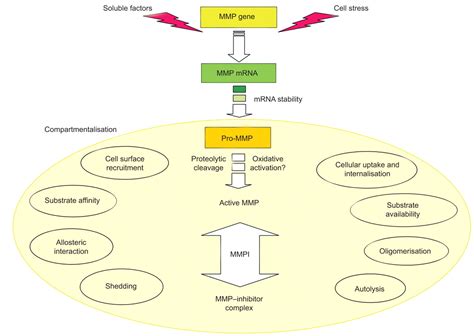 Biological Role Of Matrix Metalloproteinases A Critical Balance