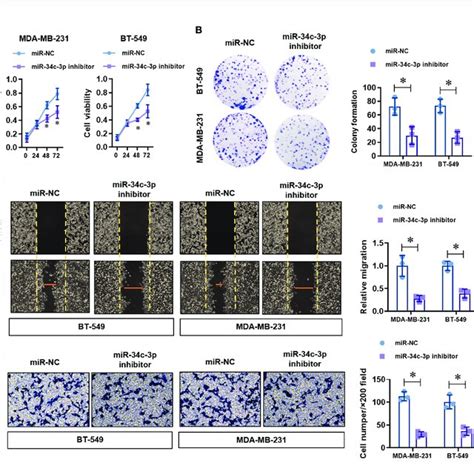 Mir C P Inhibition Impairs Proliferation Migration And Invasion