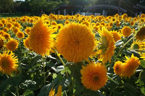 個別「木曽三川公園（海津）20230826」の写真、画像 M Mizu2s Fotolife