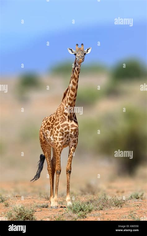 Giraffe In The Nature Habitat Kenya Africa Wildlife Scene From