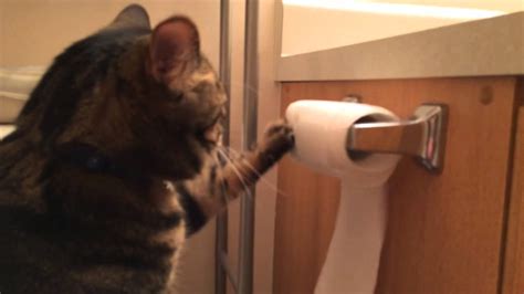 Cat Toilet Paper Meme: Hài Hước Với Thú Cưng Và Giấy Vệ Sinh ...