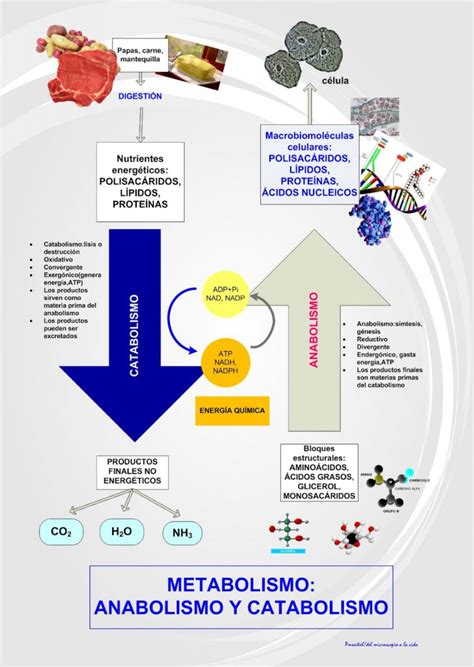 Nutristore Sta Maria Qual E A Diferenca Entre Anabolismo E Catabolismo