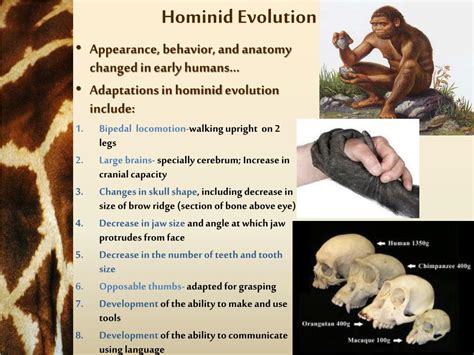 PPT - Hominid Evolution PowerPoint Presentation, free download - ID:3056826