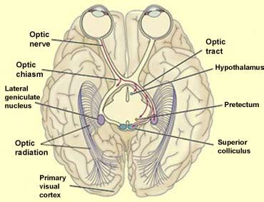 function of the superior colliculus - Captions Prince