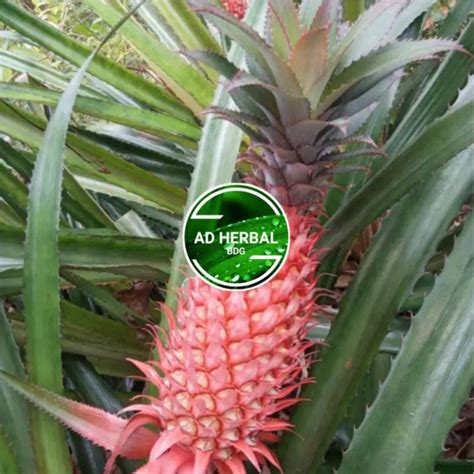 Jual Nanas Muda Merah Nanas Hutan Fres Segar 1kg Shopee Indonesia