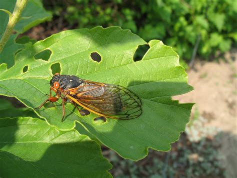 Periodical Cicadas Meaning In Urdu Letta Olimpia