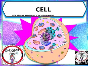 CELL AND ORGANELLES PPT By Maggie S Files TPT