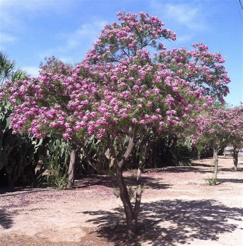 Chilopsis Desert Willow Seeds | Etsy