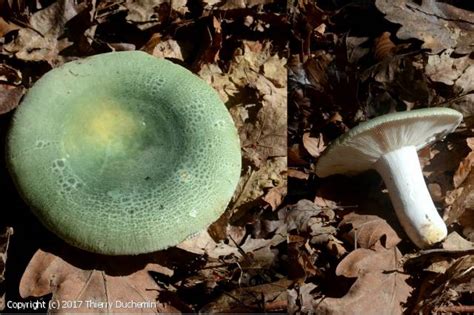 MycoDB Photos De Champignons Russula Virescens