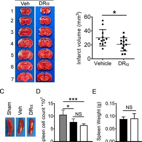 DRα1 MOG 35 55 treatment has a minimal effect on B cell and NK cell