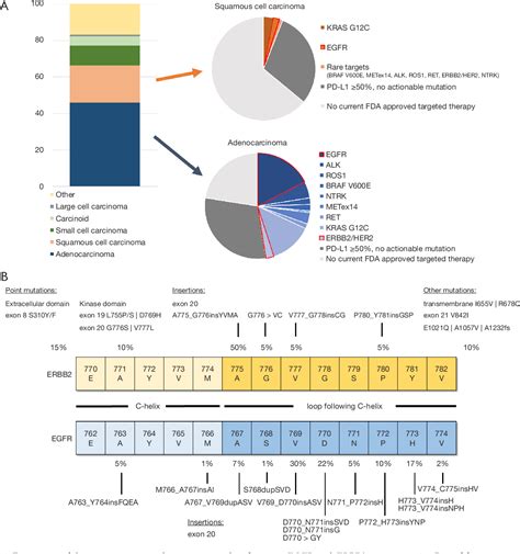 Figure From Egfr Exon Insertion Mutations And Erbb Mutations In