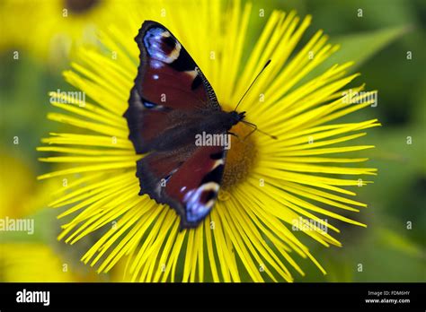 Butterfly In An English Garden Hi Res Stock Photography And Images Alamy