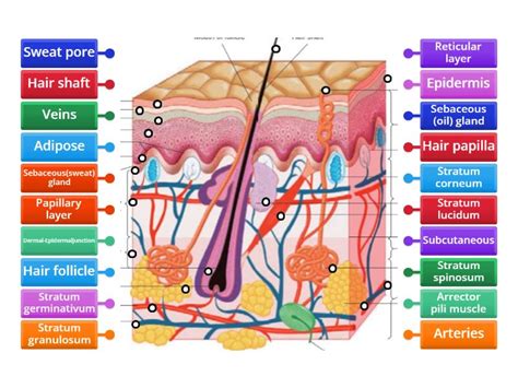 Layers of the Skin - Labelled diagram