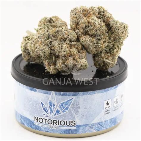 Notorious THC Craft Budzilla 7 Grams Ganja West Online Dispensary