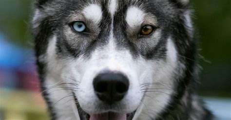 White and Black Siberian Husky · Free Stock Photo