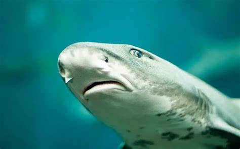 Leopard shark - Facts, Diet, Habitat & Pictures on Animalia.bio