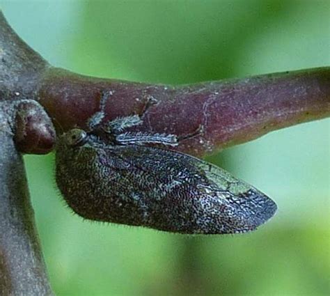 Treehopper Ophiderma Pubescens BugGuide Net