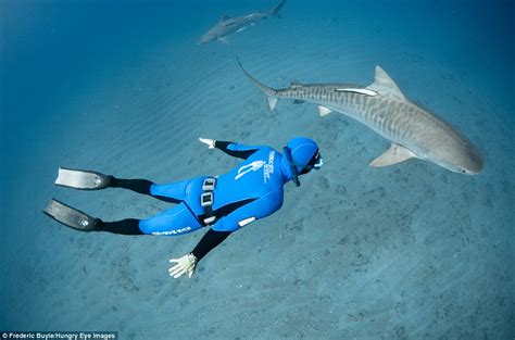 Swimming With Sharks Stunning Underwater Pictures Capture Freedivers