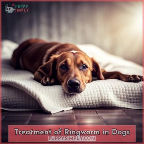 Ringworm in Dogs: Symptoms, Treatment, Prevention