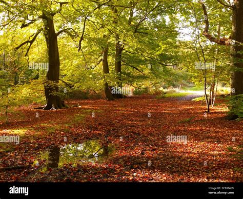 Burnham Beeches Burnham Buckinghamshire Uk Stock Photo Alamy