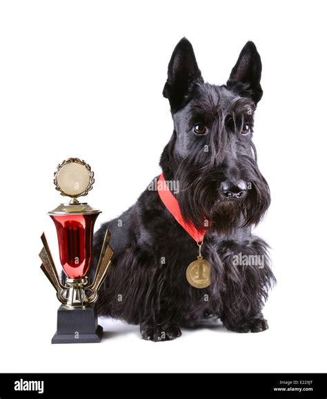 Dog with medal Stock Photo - Alamy