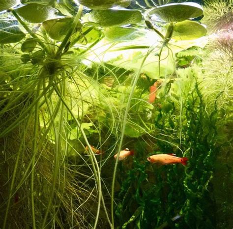 The Best Floating Aquarium Plants 2020 Reviews By The Aqua Guru