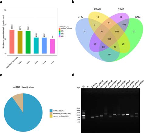 Identification Of Lncrnas In Sheep Pituitary Gland A Lncrnas Screening