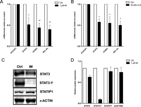 Expression Levels Of Statip Stat Ccnd And Bcl Xl Genes In Response